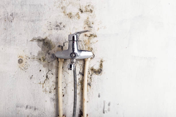 Office Mold Removal Services in Wolf Point, MT