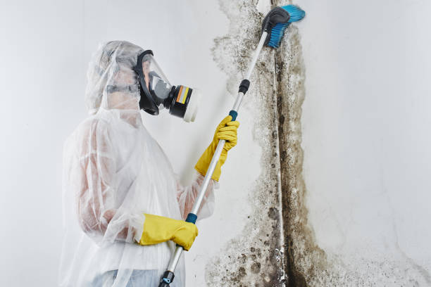 Best Certified Mold Removal  in Wolf Point, MT