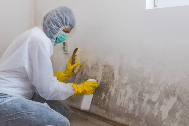 Professional Mold Removal in Wolf Point, MT