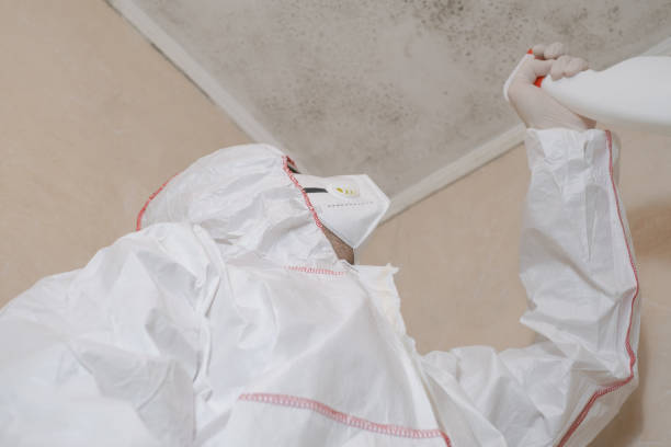 Best Mold Damage Repair  in Wolf Point, MT
