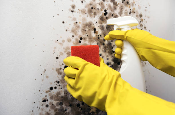 Best Home Mold Removal  in Wolf Point, MT