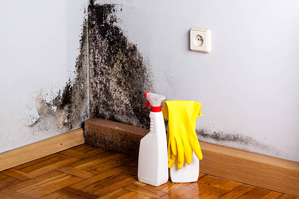 Best Same-Day Mold Removal  in Wolf Point, MT
