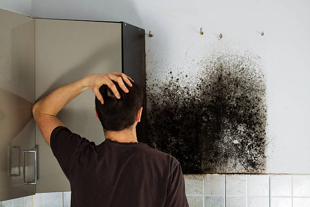 Best Best Mold Removal Companies  in Wolf Point, MT