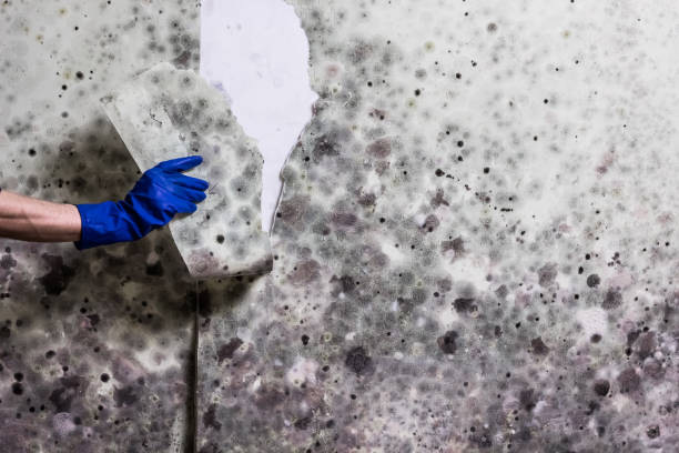 Best Affordable Mold Removal  in Wolf Point, MT