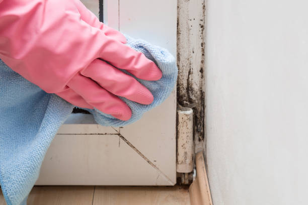 Best Black Mold Removal  in Wolf Point, MT