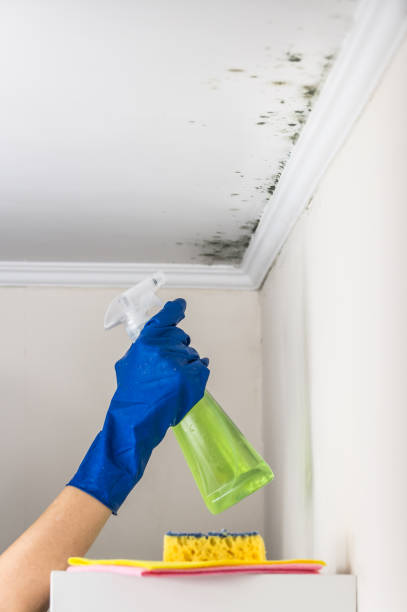 Best Mold Testing  in Wolf Point, MT
