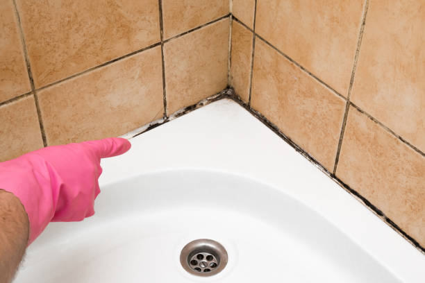 Best Fast Mold Removal  in Wolf Point, MT