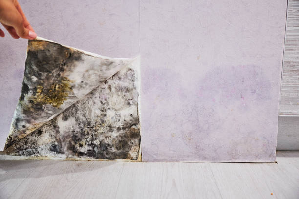 Best Mold Testing and Removal  in Wolf Point, MT
